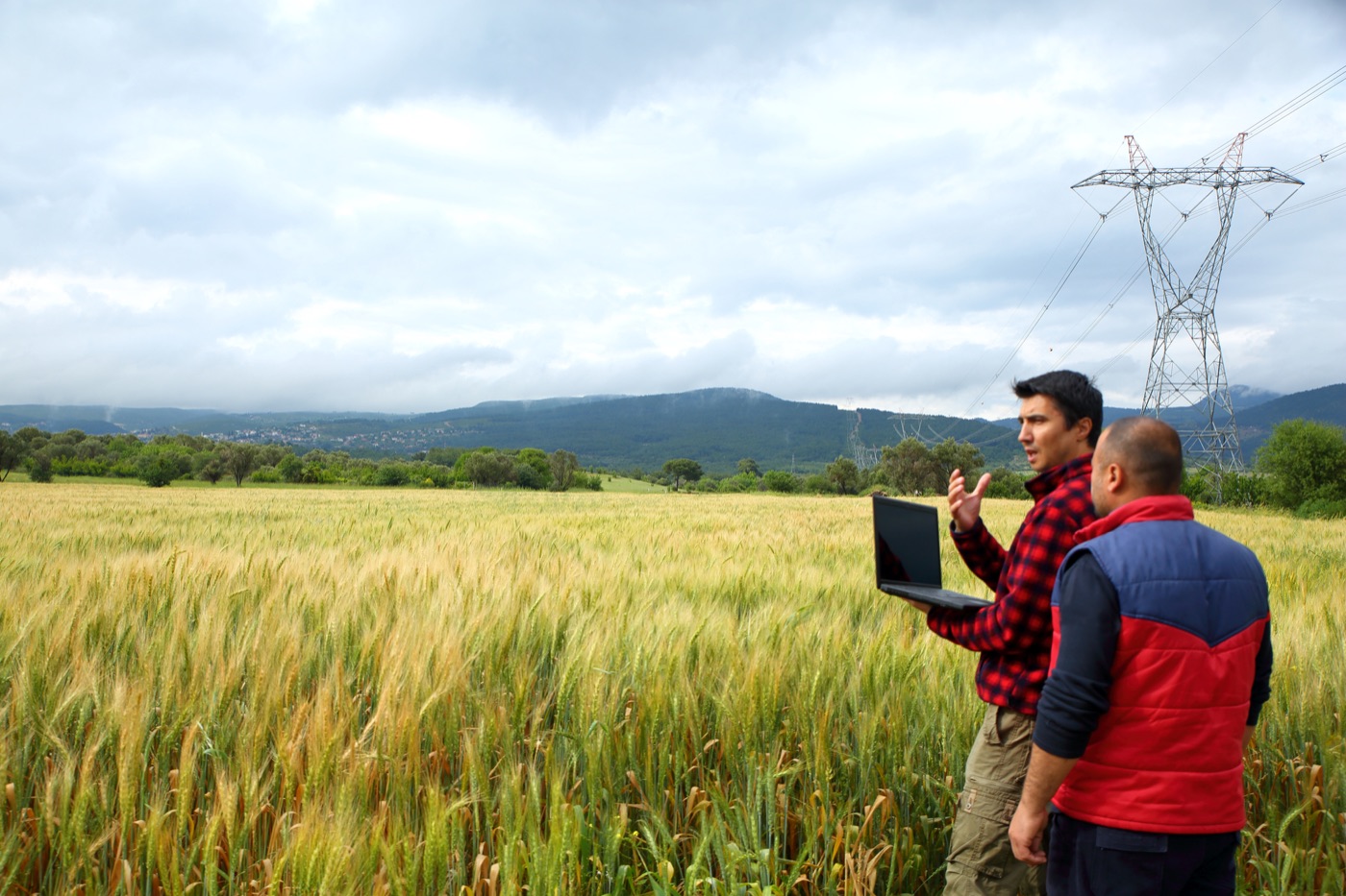 Two people with a laptop in a wheat field under power lines